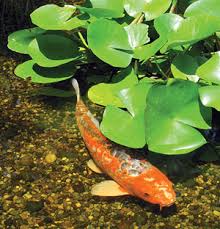 Filtration is going to be the one of the most important factors in determining the number of koi you can have. Diagnosing An Ailing Pond The K I S S Principle Pond Trade Magazine