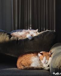 تفسير رؤية فضلات القطط او الحيوانات او الفئران في الحلم موقع رؤية