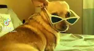 Facebook Viral 2021 El Video De Un Perro Bailando Frente A Su Dueno Arrasa En Las Redes Sociales Viral Tiktok Viral Redes Sociales Tendencias Trends Mexico
