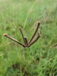 Image result for Eustachys paspaloides