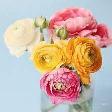 I Love Ranunculus To Francoise Flowers Pretty Flowers Beautiful Flowers
