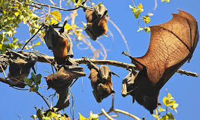 The first (and perhaps easiest) step to eliminating fruit flies is quite simple: Should We Worry About The Megabats In Sindh Dawn Com