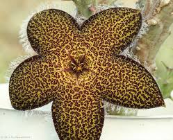 Image result for Tridentea