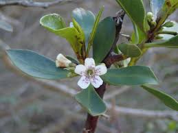 Image result for Myoporum laetum