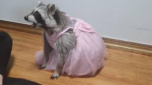 Check spelling or type a new query. Raccoon Wears A Pretty Pink Dress And Shows Off His Talent