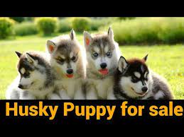 Email me for more info! Siberian Husky Puppy For Sale Near Me Siberian Husky Blue Eyes Price Husky Puppy For Sale Youtube