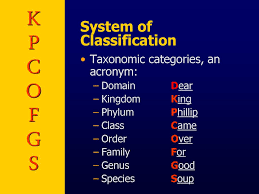 Classification Of Living Things Ppt Download