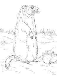 coloriage marmotte debout devant son terrier coloriages a imprimer gratuits de tigre malais