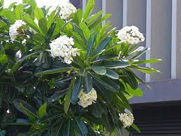 Evergreen Frangipani Google Search Coastal Gardens Plumeria Frangipani