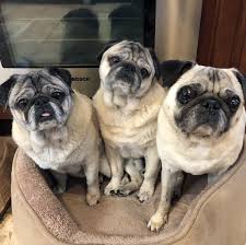 minnie max pugs minniemaxpugs twitter pugs pug rescue animal planet