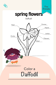 Color A Daffodil Worksheet Education Com Parts Of A Flower Cool Coloring Pages Elementary Activities