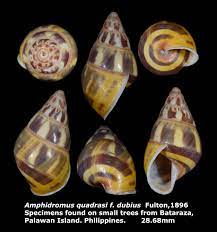 dr lee s gallery museum 李啟澤醫師的部落格 amphidromus quadrasi f dubius 28 68mm coquillage escargot