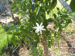 Image result for Jasminum fluminense