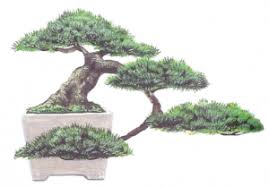 5 Gaya Style Dasar Bonsai