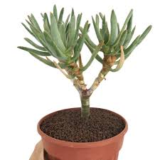 Image result for Aloidendron