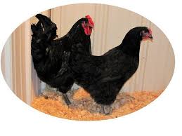Black Australorp Chicken Egg Color Black Australorp Chicken As Hatched Australorp Chicken Black Australorp Pullet