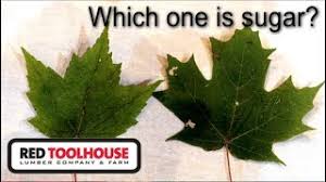 Red maple is also know as soft maple, while sugar maple is also called hard maple. 3 Ways To Identify Sugar Maple Trees Wikihow