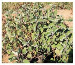 Image result for Coleus barbatus