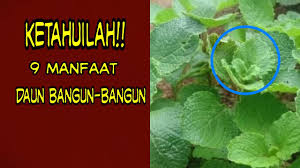 Hal tersebut lantaran tanaman yang daunnya di manfaatkan sebagai. Ketahuilah Manfaat Daun Bangun Bangun Yang Sudah Digunakan Secara Turun Temurun Youtube