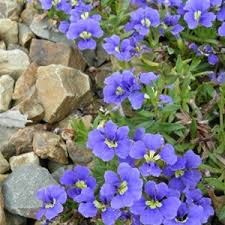 Image result for Goodeniaceae