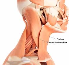 Leur apophyse épineuse est courte, à l'exception de celle issue de c7 qui est la plus facilement palpable sous la Musculatura Cervical Anatomia Con Fotos Jl Fisios