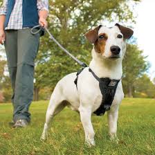 Tru Fit Smart Dog Walking Harness