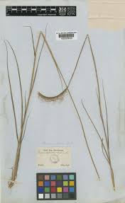 Image result for Ctenium