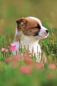  Dogonut Penjelasan Sains Tentang Perilaku Aneh Anjing In 2021 Cute Puppy Wallpaper Puppy Wallpaper Cute Puppies