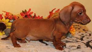 Prices range $375 to $5,500. Pin On Daisy Lilly Milo