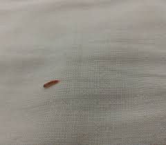 Was Tun Bei Larven Im Bett Tiere Insekten Kafer