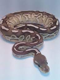 Cinnamon Fire Mojave Ball Python Ball Python Morphs Ball Python Snake Lovers