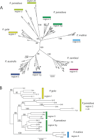 Image result for Pentarhopalopilia