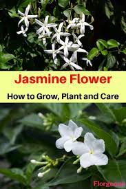 Pin On Flowers And Flowering Plants