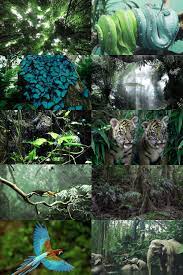 Ecosystems Tropical Rainforest Occur In Areas Of Tropical Rainforest Climate In Which There Is No Dry S Nature Collage Tropical Rainforest Aesthetic Collage