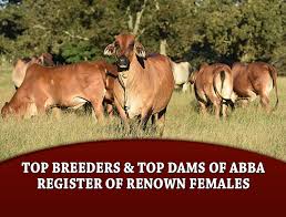 You can also choose from cattle, camel, and dove brahman there are 1,064 suppliers who sells brahman cattle for sale on alibaba.com, mainly located in asia. Top Breeders Top Dams Of Abba Register Of Renown Females The Brahman Journal