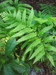 Image result for Vahadenia