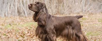 Hi here i have my 8 beautiful show type cocker spaniel puppies for sale there is 2 chocolate & tan party colour boys, 2 chocolate & tan party co. Field Spaniel Dog Breed Profile Petfinder