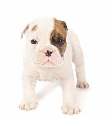 Not only is the bulldog breed one of the most adorable on the planet. Bulldog Names For English French American Bull Dogs