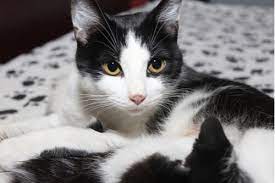 Male names for black cats. 130 Black And White Cat Names All About Cats