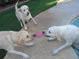 Please send a message with any questions you may have. My Akc Labradors My Lab Puppies