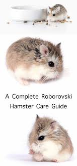 Syrians at about six weeks. Roborovski Hamster Care Guide Roborovski Hamster Dwarf Hamster Hamster Care