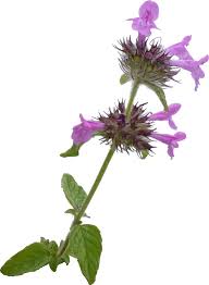 Image result for Clinopodium simense