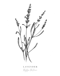 Printable Lavender Flower Illustration Black And White Etsy In 2021 Botanical Illustration Black And White Black And White Flower Tattoo Flower Illustration