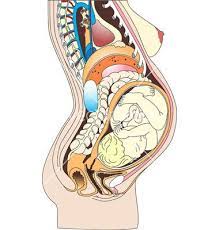 Female body organs images female body diagram picture inspirational body muscles chart female. Pin On Doula