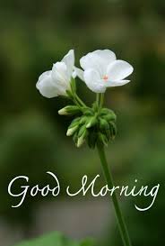 Very good morning whatsapp image natrue. Pin By O On Days Of The Quotes Good Morning Images Flowers Good Morning Nature Good Morning Picture