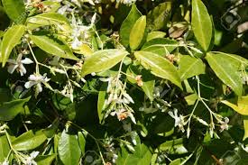 We did not find results for: Star Jasmine Trachelospermum Jasminoides Evergreen Woody Liana Stock Photo Picture And Royalty Free Image Image 37630491
