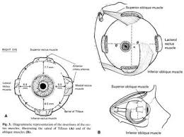 Image result for Sclera