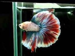 Silakan kamu dapat pilih sesuai selera, dan dapat kamu coba satu persatu sehingga bisa didapat umpan yang pas sesuai. Ikan Laga Steemit