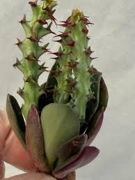 Image result for Euphorbia fanshawei