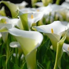 Hardy varieties of calla lily tend to be white and will survive overwintering outdoors in many climates. Calla Lily White 4 Bulbs Buy Online At Best Price On Plantsguru Com